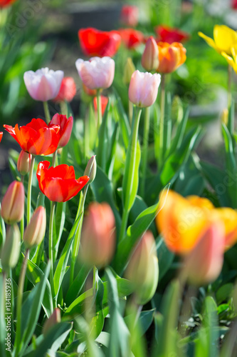 Multi-colored tulips