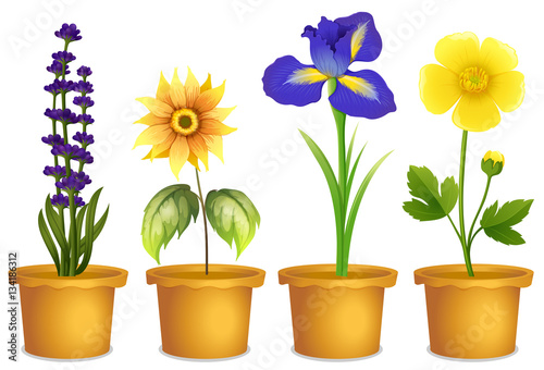 Different types of flowers in pots