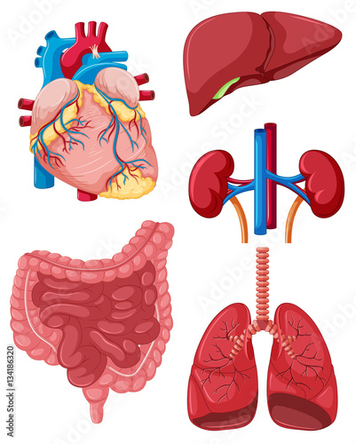 Different organs of human