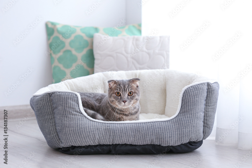 Obraz premium Ładny zabawny kot w łóżku w domu