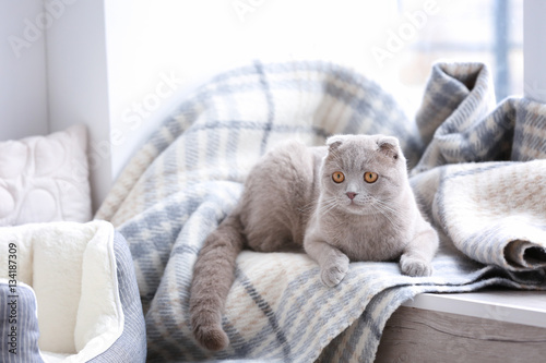 Cute cat lying on window sill covered with soft plaid
