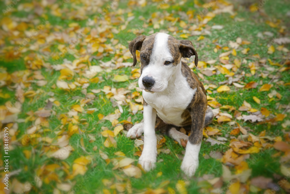 Funny puppy in autumn park on sunny day