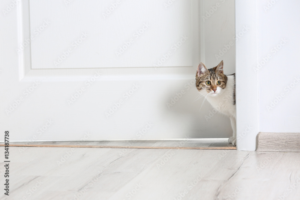 Fototapeta premium Cute funny cat walking through door at home