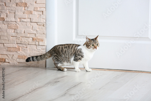 Cute funny cat near door at home