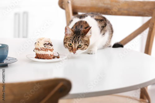 Fototapeta Naklejka Na Ścianę i Meble -  Cute cat with piece of cake on kitchen table at home