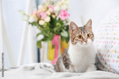 Wallpaper Mural Cute funny cat on bed at home Torontodigital.ca