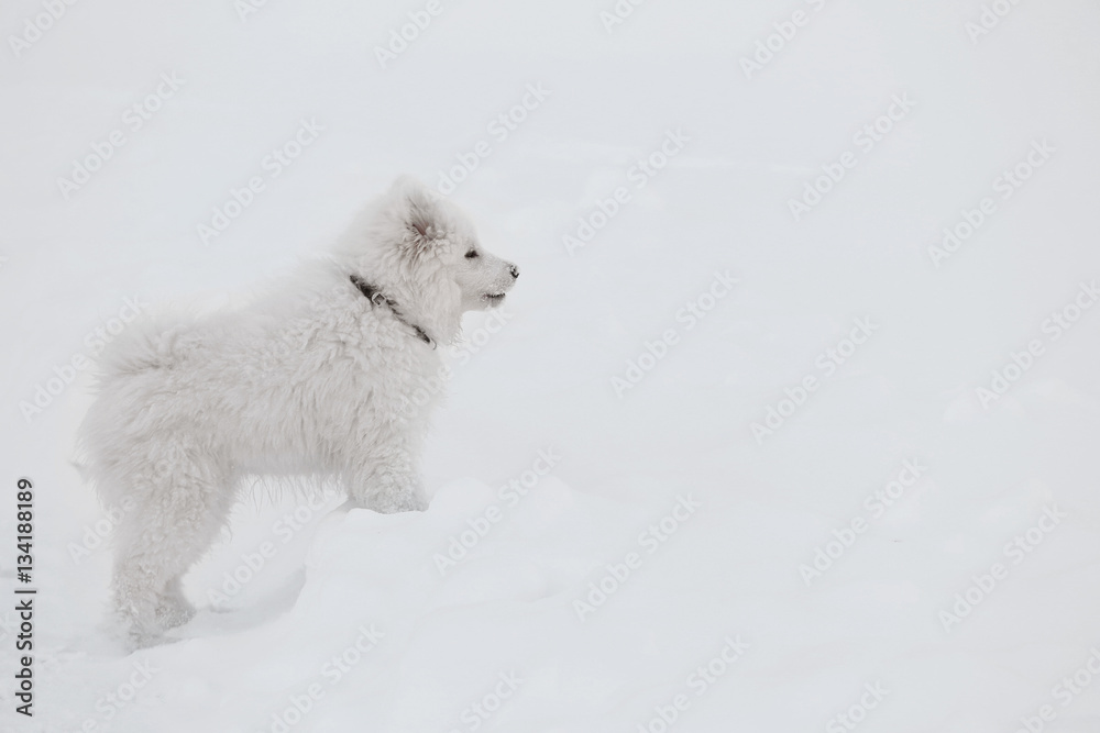 Cute samoyed dog outdoors on winter day