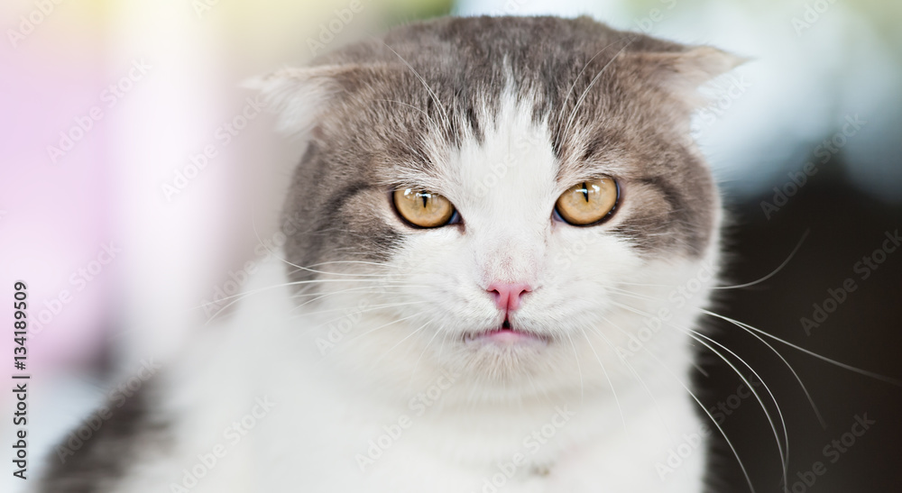 Domestic white grey cat with yellow eyes