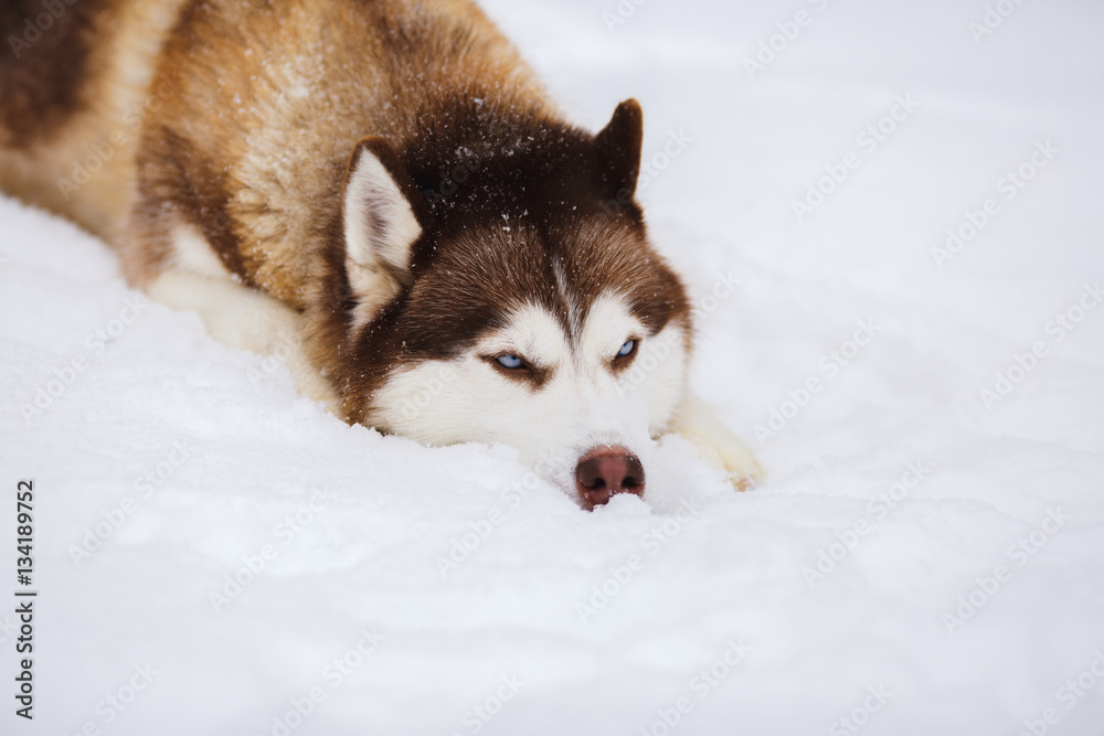 Red siberian husky dog with blue eyes walking on a snow Red siberian husky dog with blue eyes walking on a snow