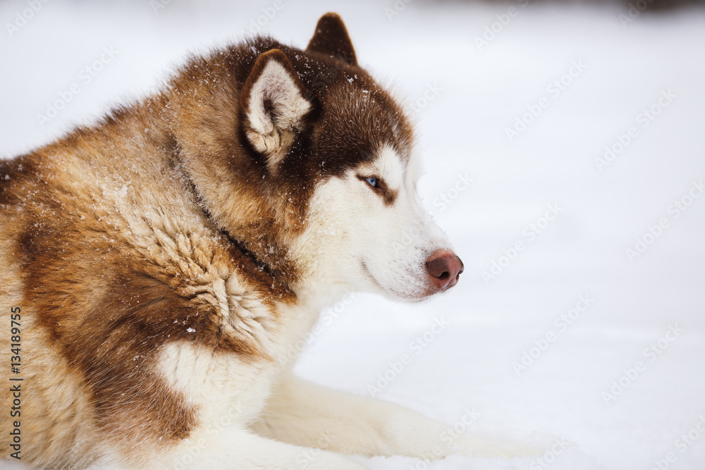 Red siberian husky dog with blue eyes walking on a snow Red siberian husky dog with blue eyes walking on a snow