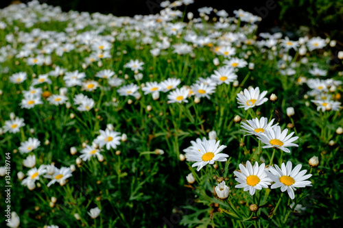 White flower field
