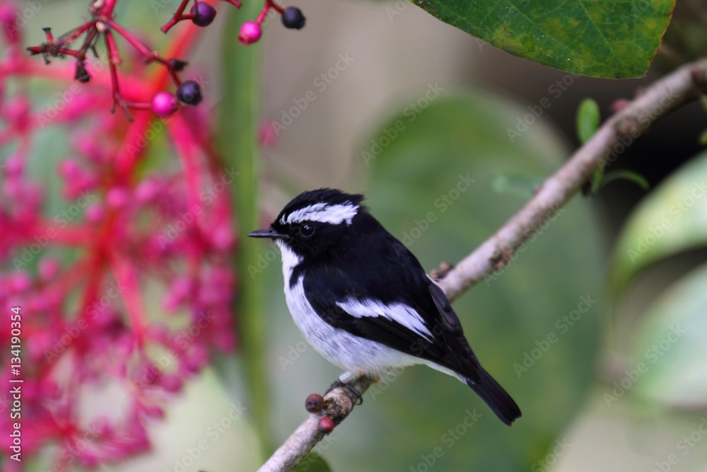 Obraz premium Male Little Pied Flycatcher (Ficedula westermanni) in Borneo, Malaysia - ハジロマユヒタキ