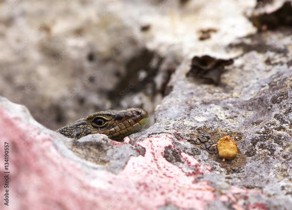 Face of Lizard from Profile