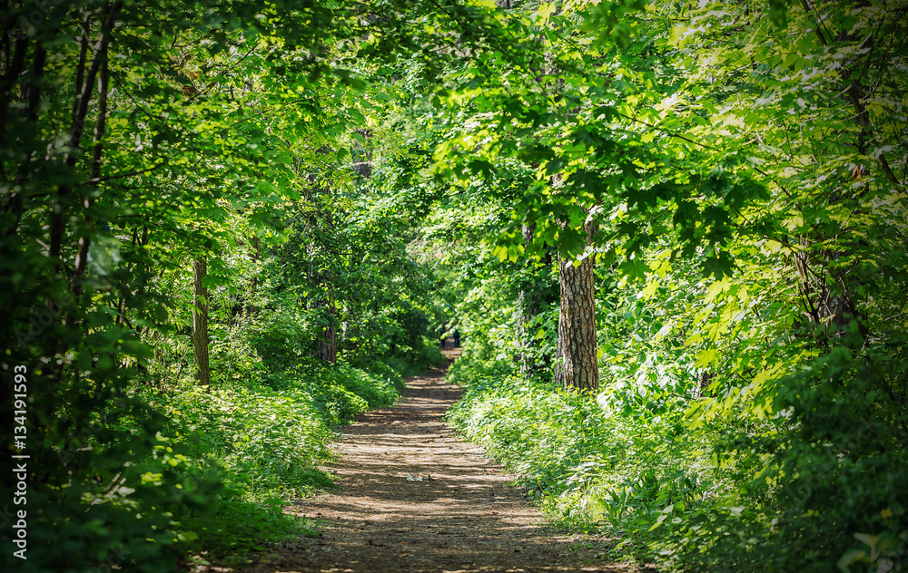 Obraz premium Footpath