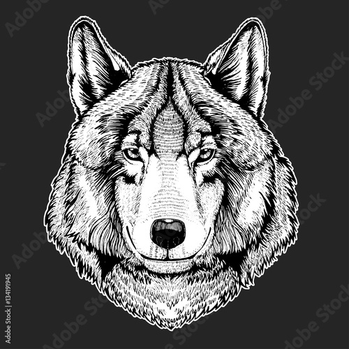 Vector wild wolf for tattoo, t-shirt, sport logo