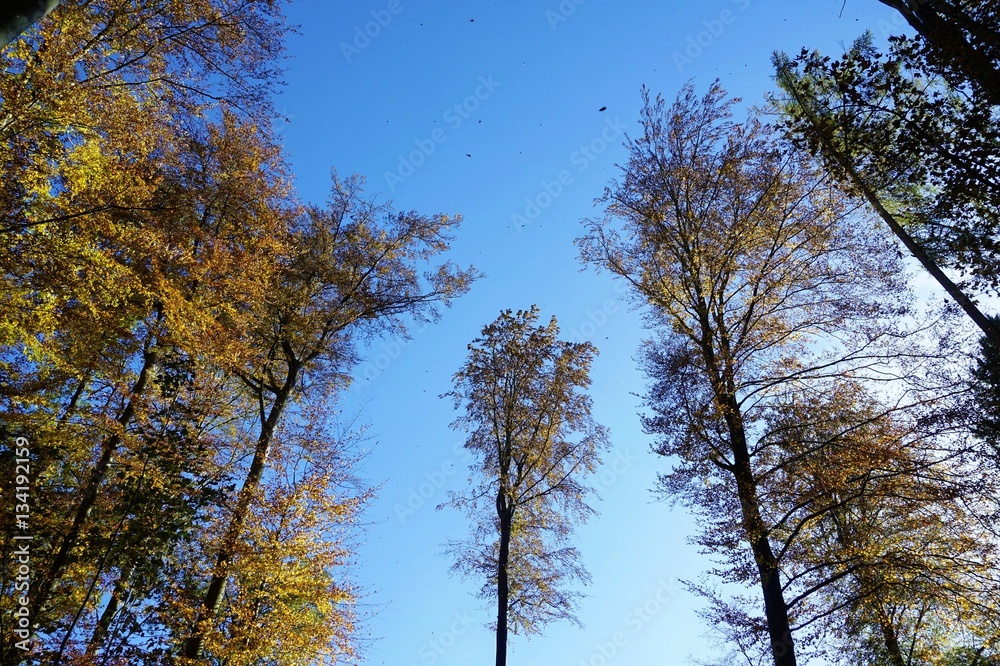 Obraz premium Waldlichtung