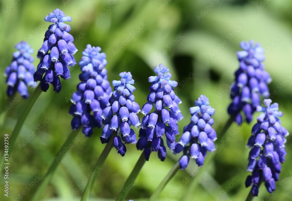 Grape hyacinths. Grape hyacinths.