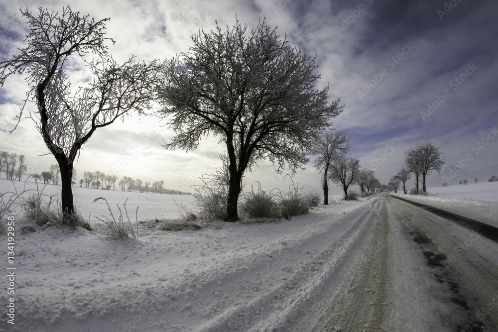 Obraz premium Beautiful snowy winter landscape with trees