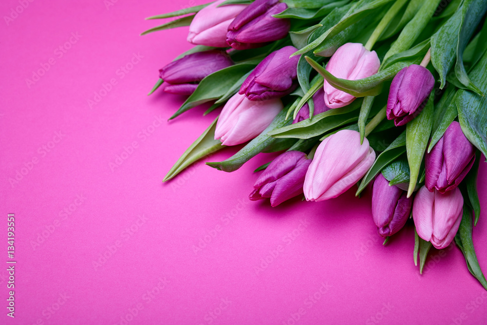 Purple tulips in pink