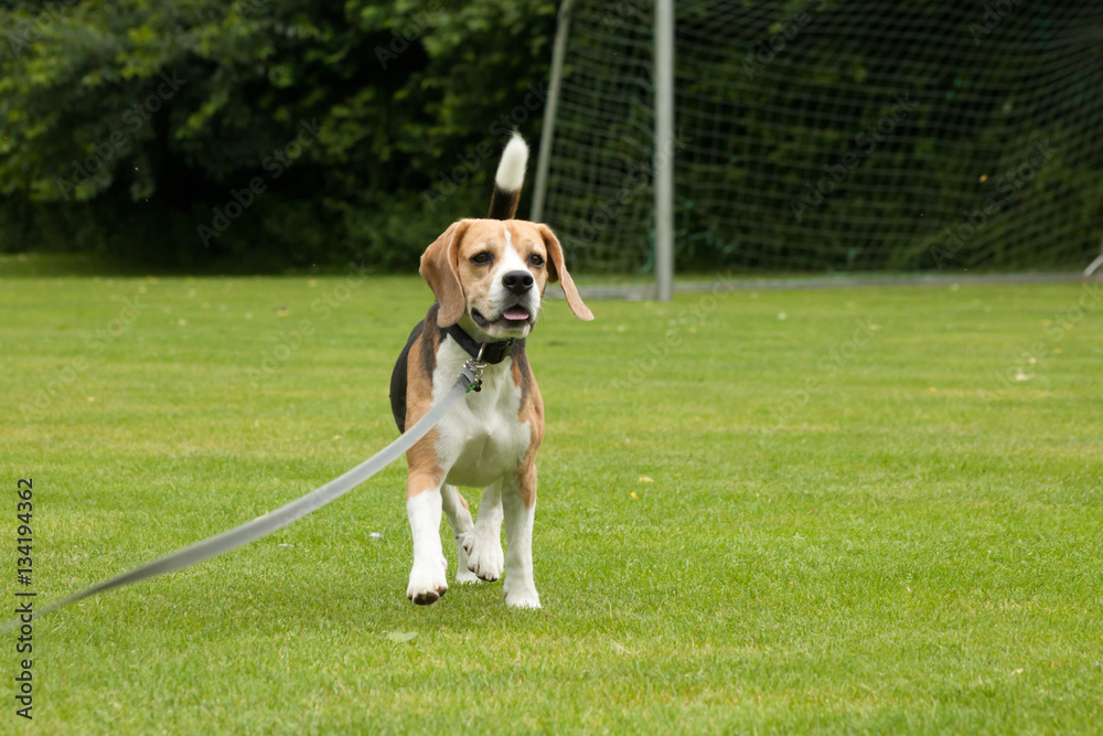 Beagle rennt auf einer Wiese Beagle rennt auf einer Wiese