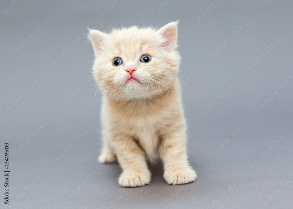 Obraz premium Small British kitten beige