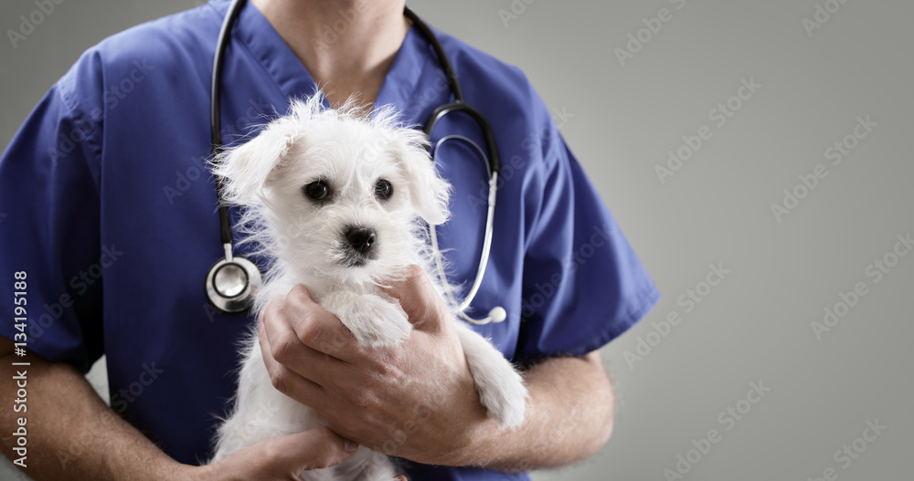 Veterinarian doctor examining a Maltese puppy Veterinarian doctor examining a Maltese puppy