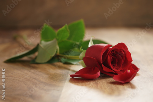 beautiful red rose and petals on old wood table  romantic background