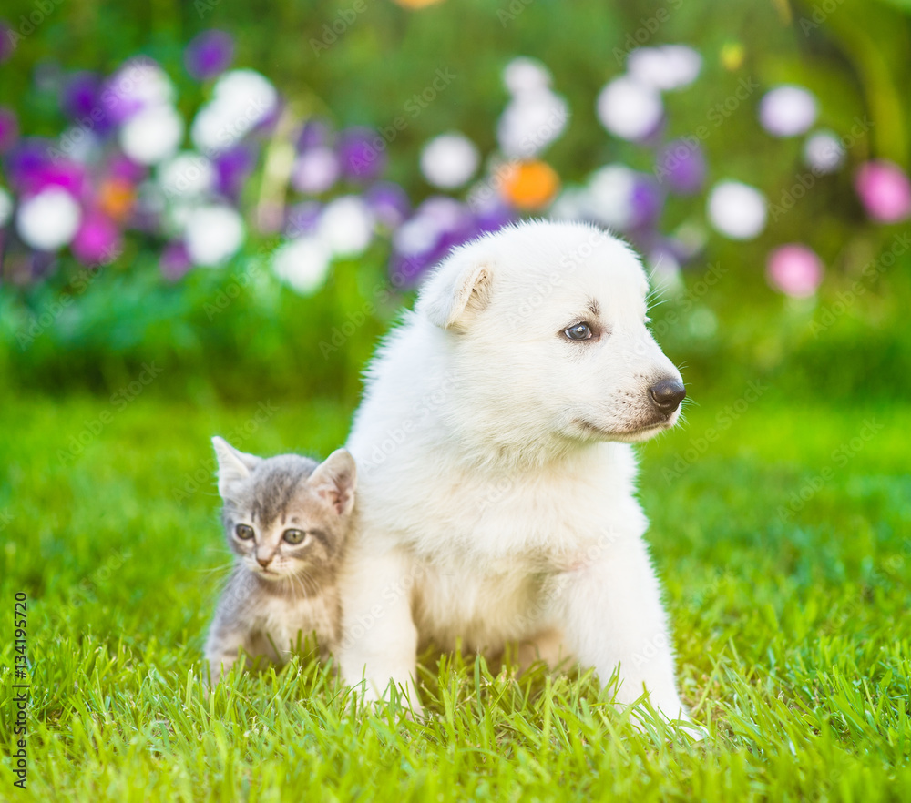 Tiny puppy sitting with kitten on green grass