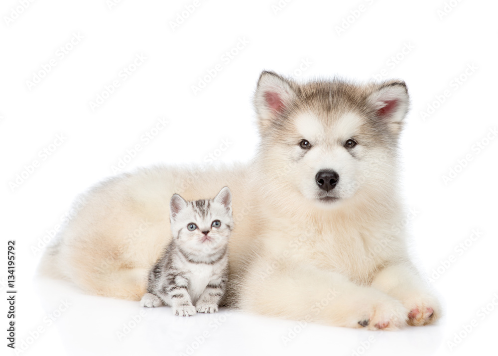 Tabby kitten sitting with Alaskan malamute puppy. Isolated on white