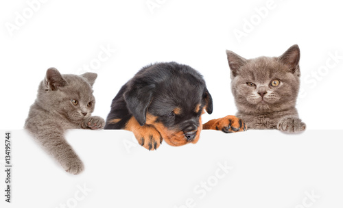 Cat and Dog peeking from behind empty board. isolated on white 