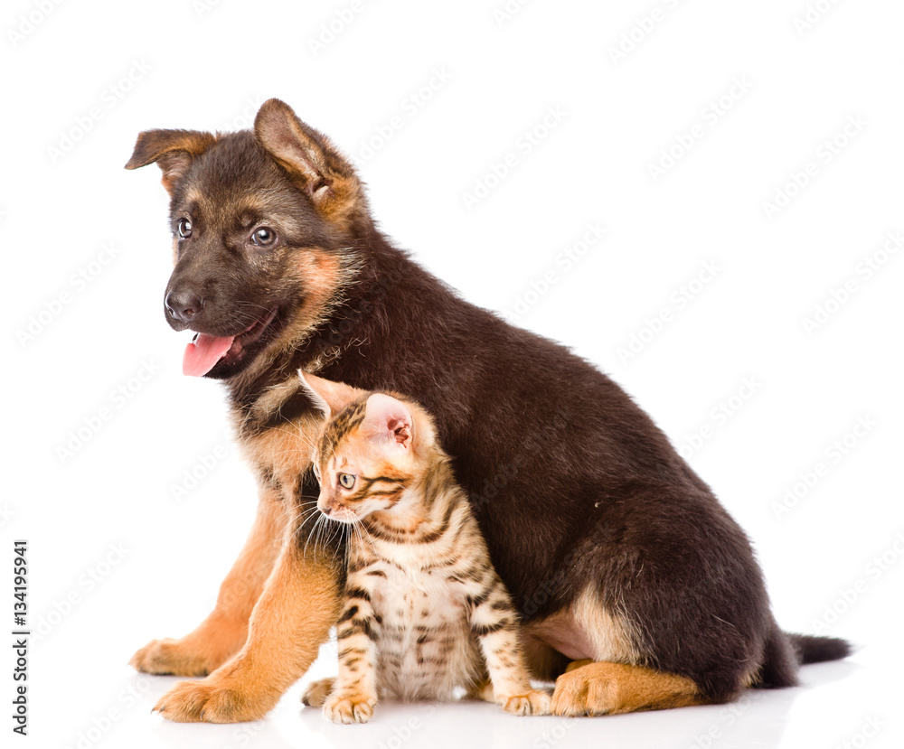 German shepherd puppy dog and bengal cat sitting together. isolated on white