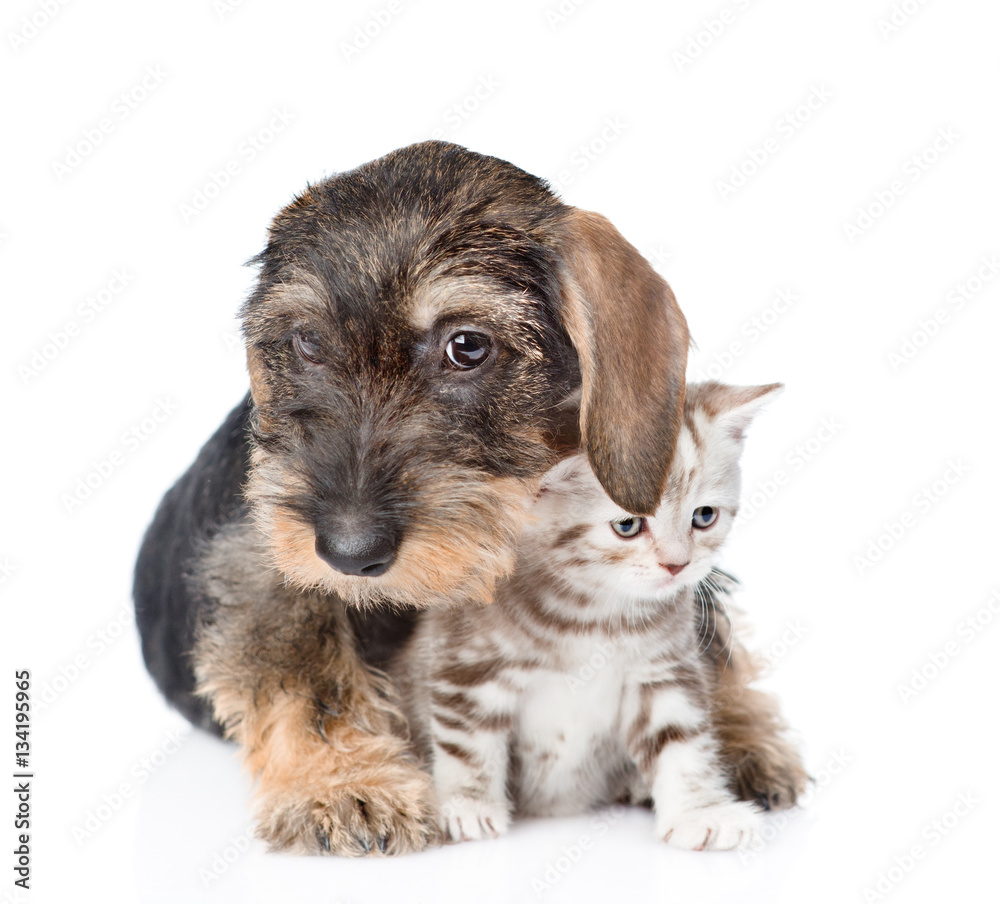 Puppy hugging tiny kitten. isolated on white background