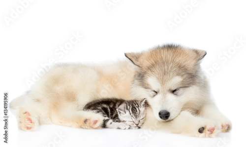 Kitten and puppy sleeping together. isolated on white background