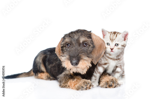 Wire-haired dachshund puppy and tiny kitten together. isolated on white