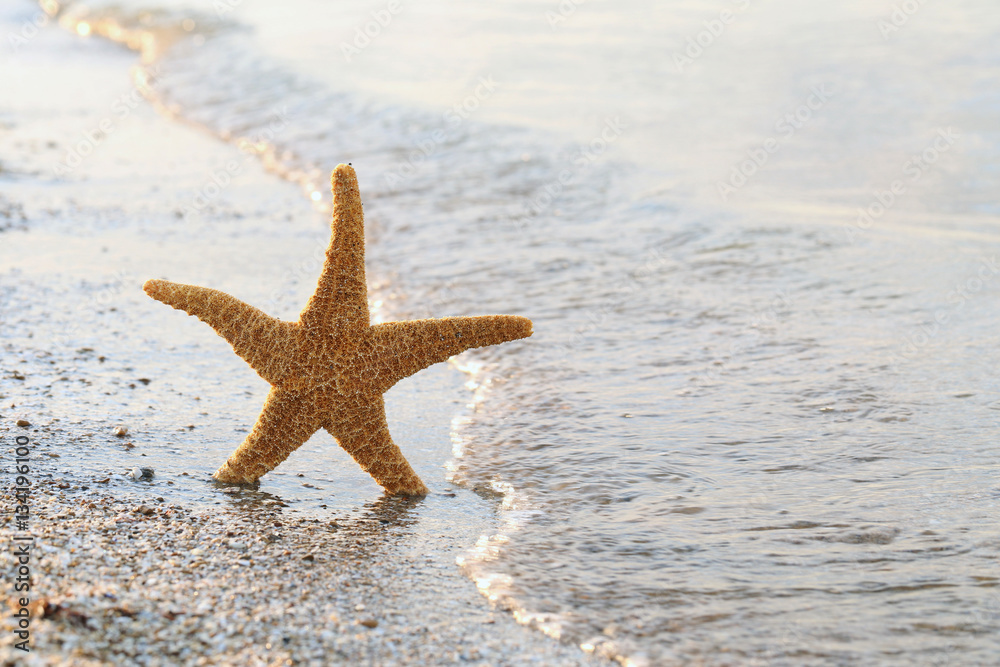 Starfish on a beach sand near water Starfish on a beach sand near water