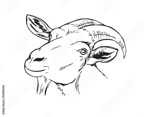 black and white head of the goat
