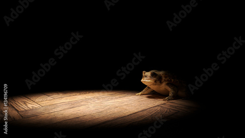 Common Toad sitting on a wooden floor, lit by a bright spotlight