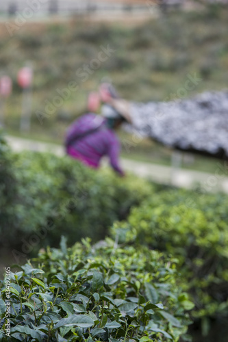 Harvesters working in field of tea plant, blurry image style, focus on tea plant at foreground.