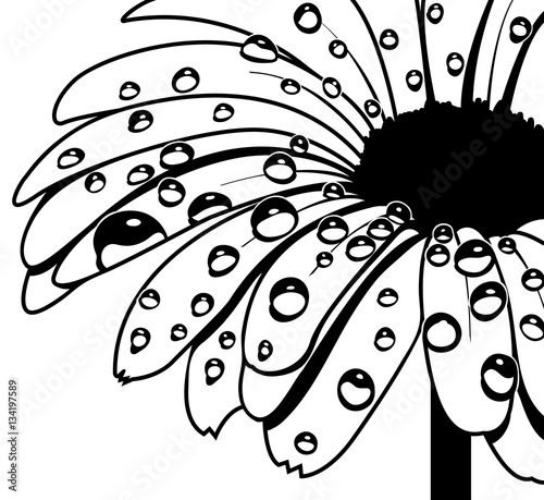 Wet Gerbera Vector
