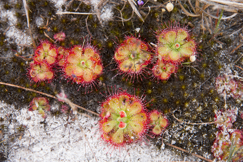 The small carnivorous phant that eating insect, tropical sundew (Drosera burmannii) photo