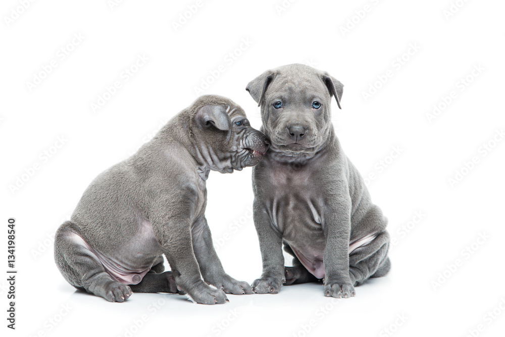 Two thai ridgeback puppies isolated on white Two thai ridgeback puppies isolated on white