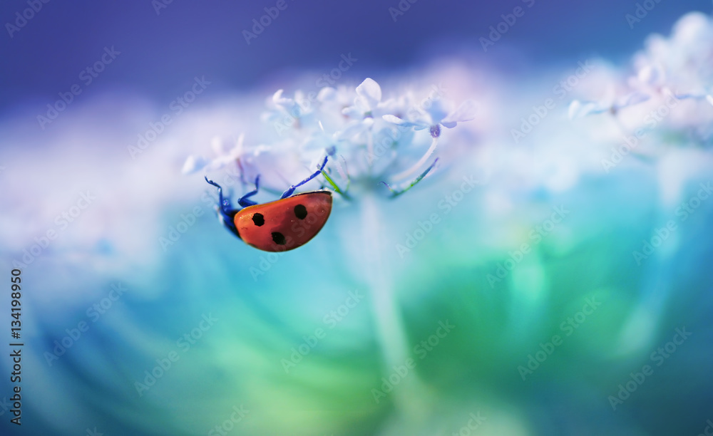 Fototapeta premium Ladybug on white flower on light blue background in rays of light with a soft focus on nature outdoors macro. Spring summer romantic tender wallpaper card template for design.