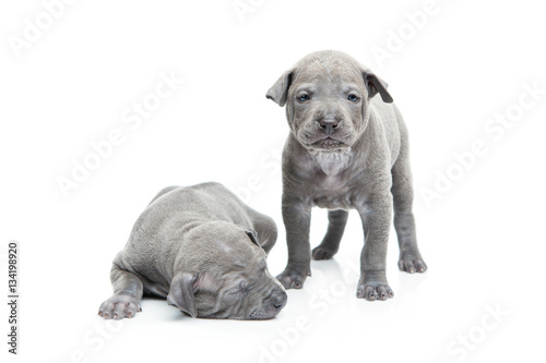 Two thai ridgeback puppies isolated on white © svetography