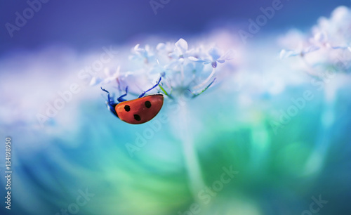 Ladybug on white flower on light blue background in rays of light with a soft focus on nature outdoors macro. Spring summer romantic tender wallpaper card template for design.