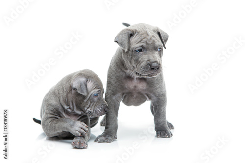 Two thai ridgeback puppies isolated on white