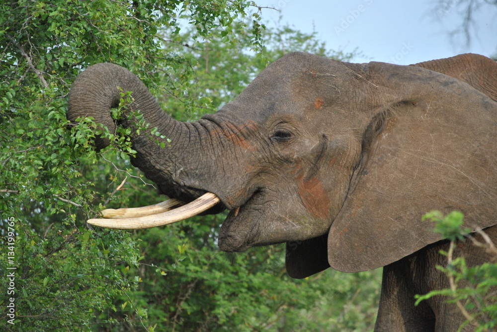 Obraz premium Wildlife Kruger National Park South Africa