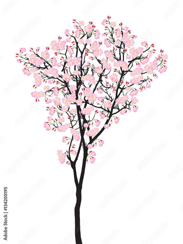 Full bloom pink sakura tree (Cherry blossom) black wood isolated on white Full bloom pink sakura tree (Cherry blossom) black wood isolated on white