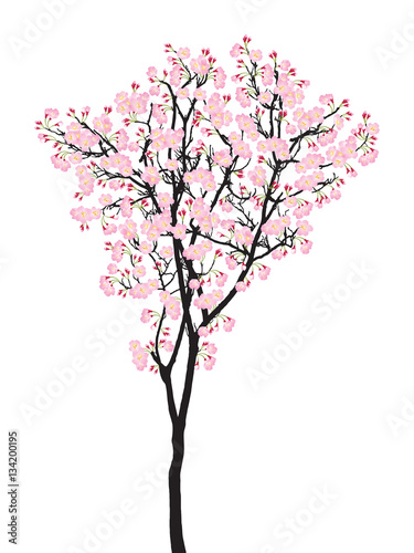 Full bloom pink sakura tree (Cherry blossom) black wood isolated on white
