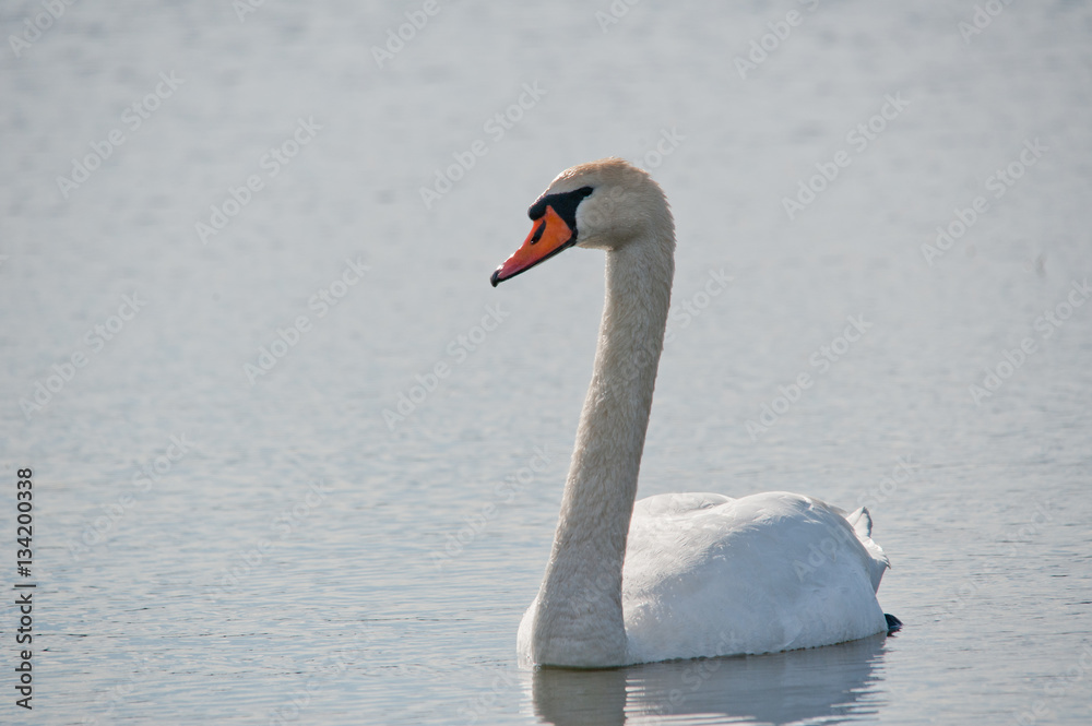 Fototapeta premium Schwan im Porträt