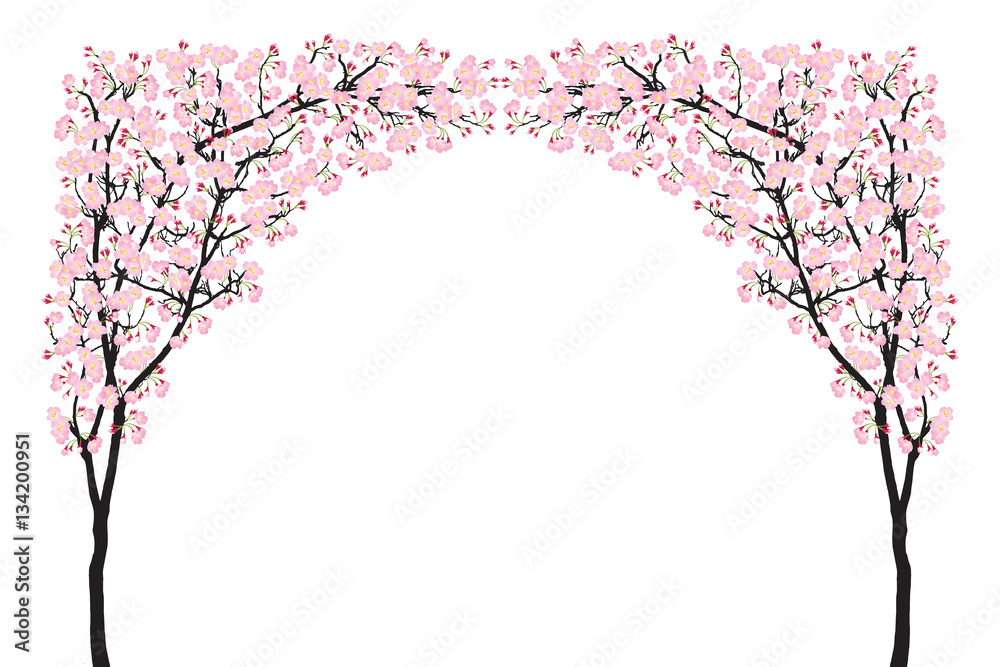 Full bloom pink sakura tree arch (Cherry blossom) curve black wood isolated on white, arc door facade, flower backdrop, flora banner vintage